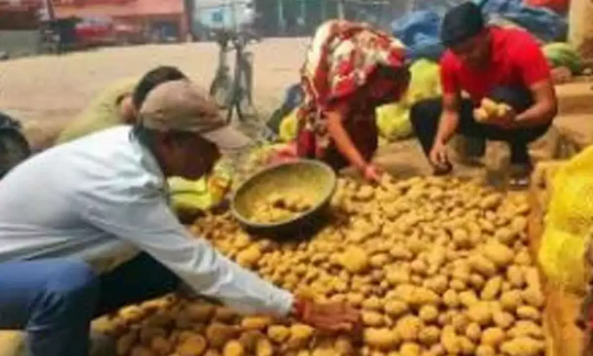 Potato Prices In Bengal Set To Rise As Traders Threaten Strike