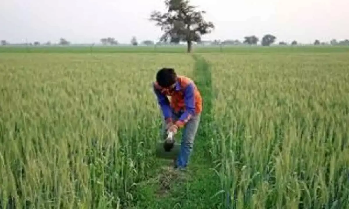 Area Sown Under Rabi Crop Crosses 428L Hectares