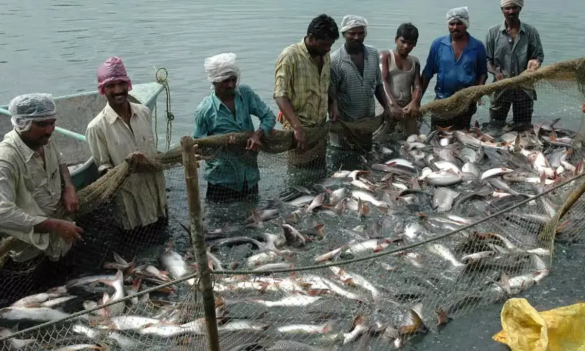 Rs 20k-Cr Fisheries Scheme Achieves Output Target