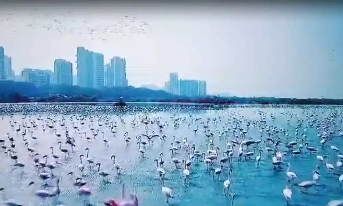 Greens Upset Over ‘Dangerous’ Drone Shoot Of Flamingos In Netflix Movie