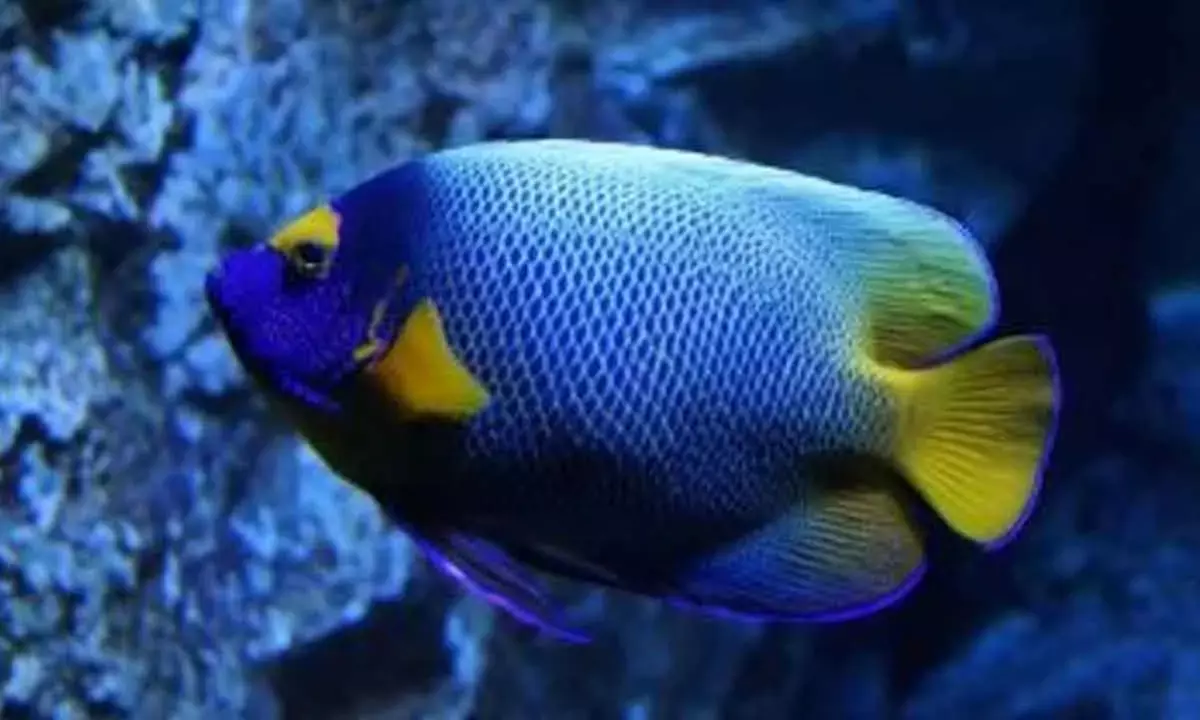 Central Marine’s Breakthrough In Captive Breeding Of Ornamental Fish