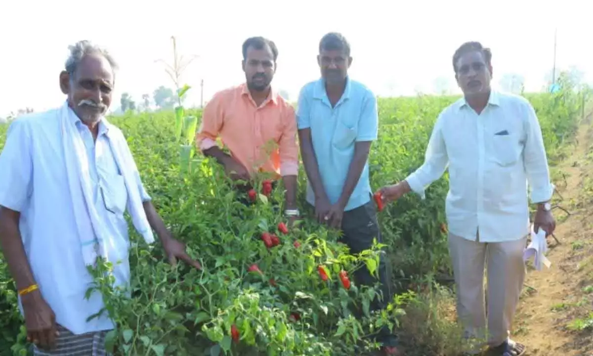 Warangal’s Chapata Chilli Set To Get GI Tag
