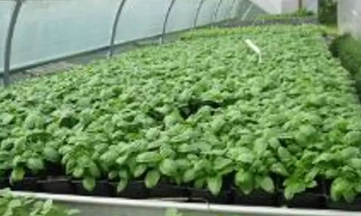 ITC For Medicinal, Aromatic Plants