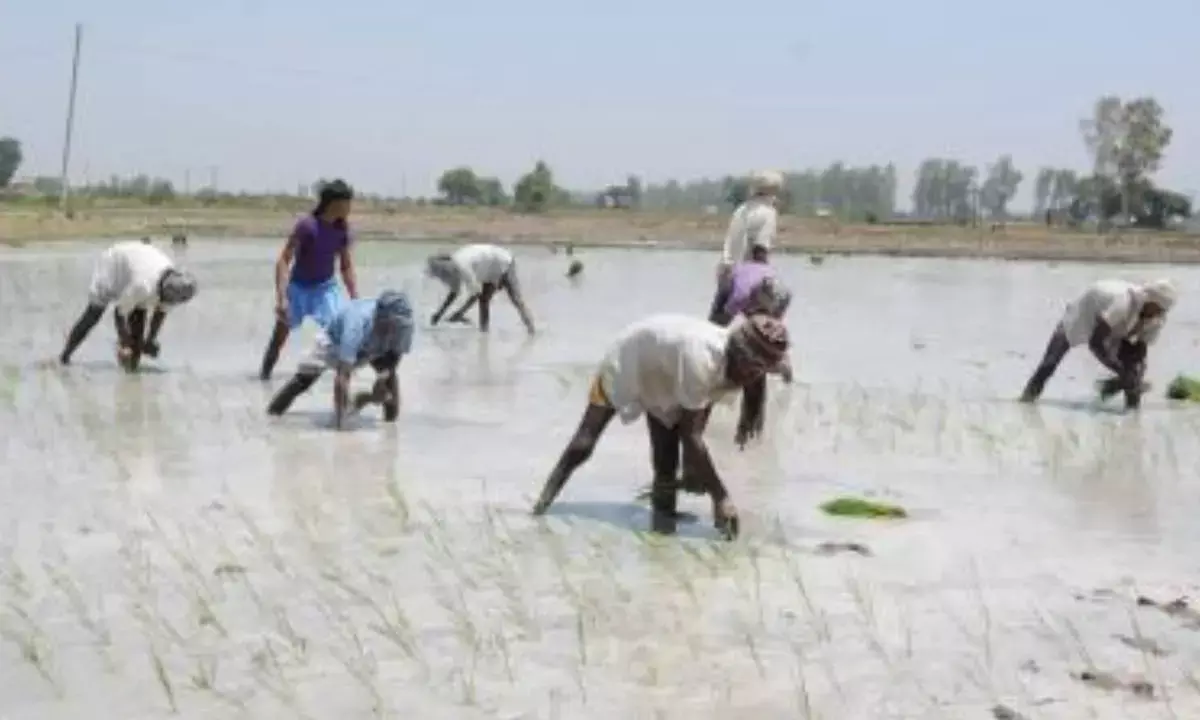 Inflation burden eases for farm and rural labourers