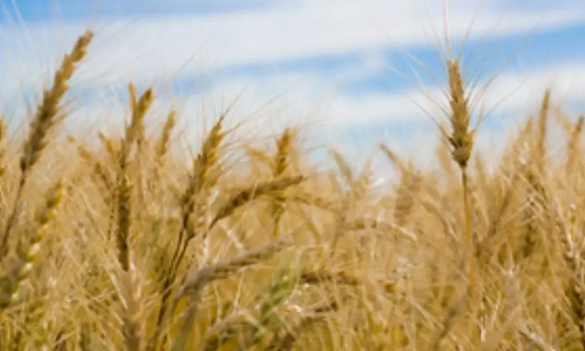 Rabi 2024 clocks 1,132 LMT wheat production, ample availability in country: Centre