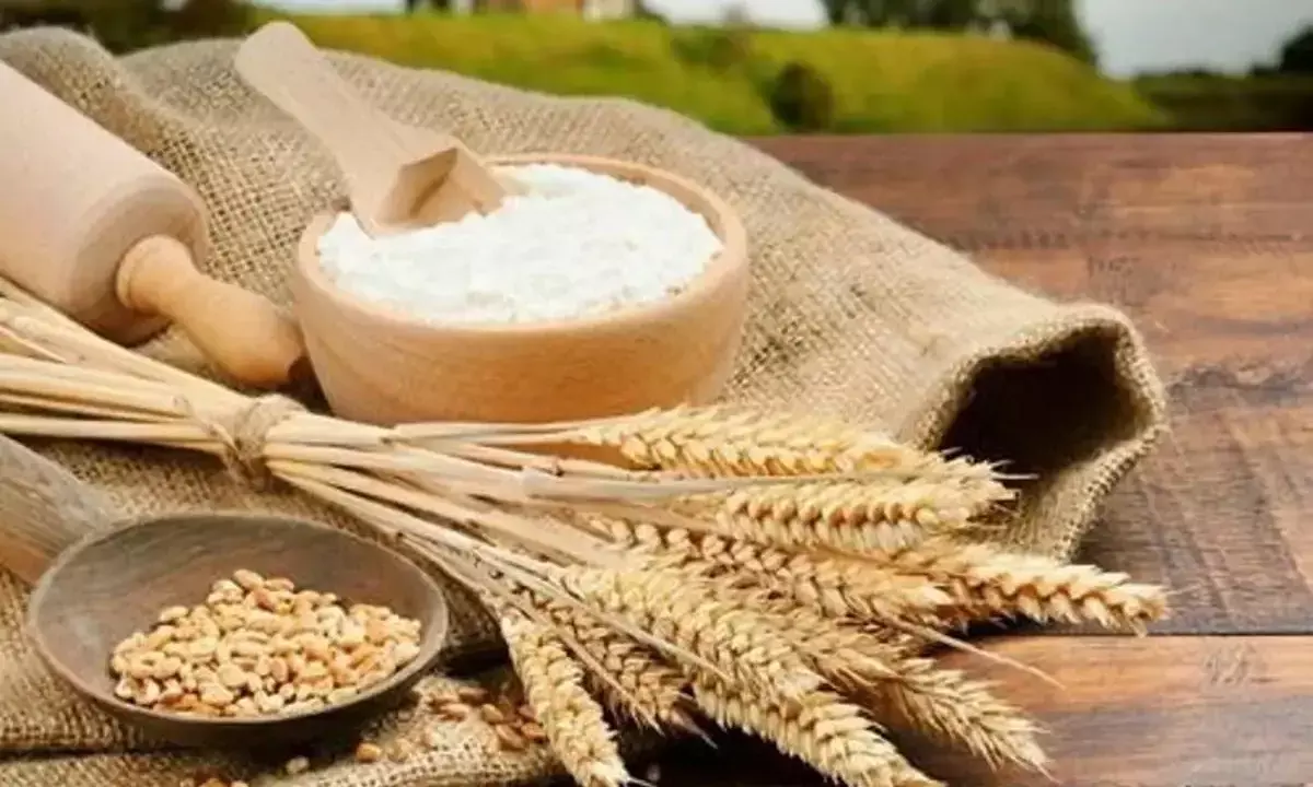 Wheat sowing area up 2.28% so far; oilseeds acreage falls 4.34%