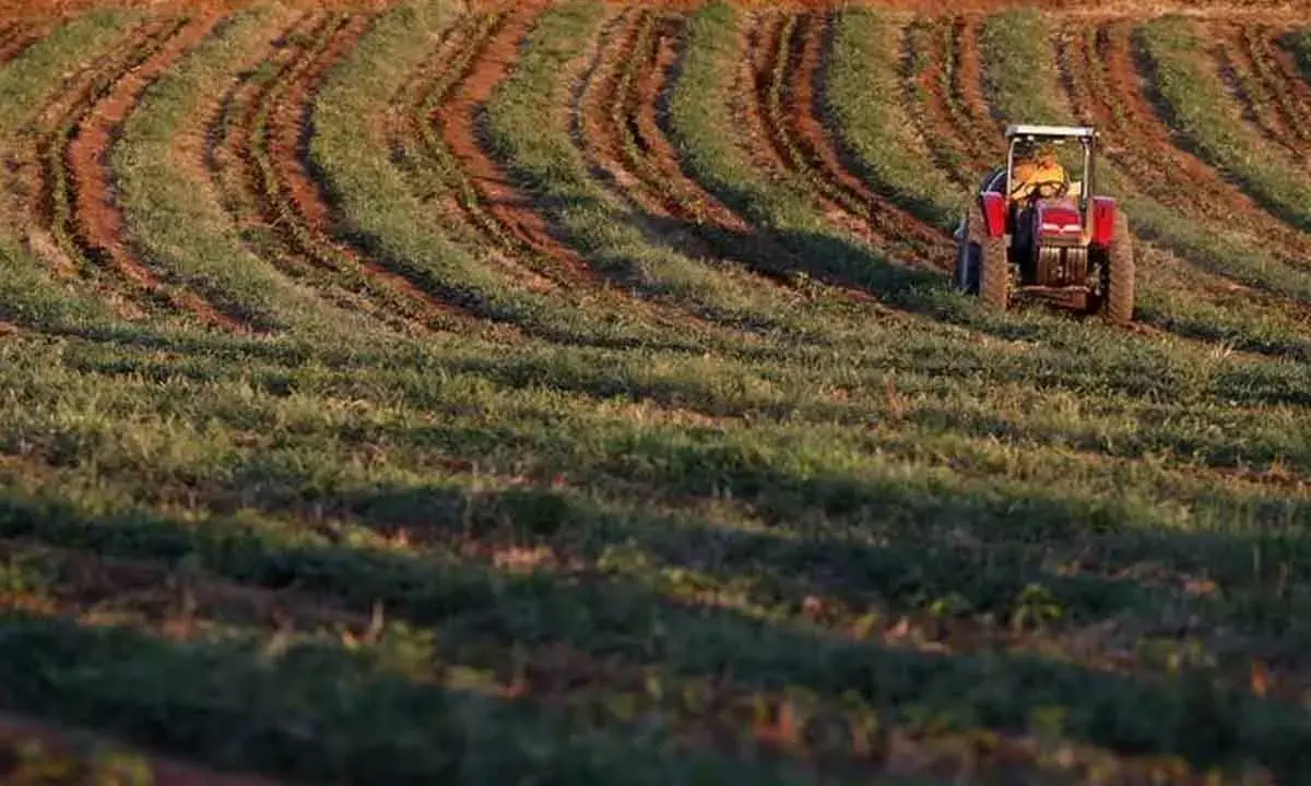 Agri Growth Remains A Bright Spot In India: Report