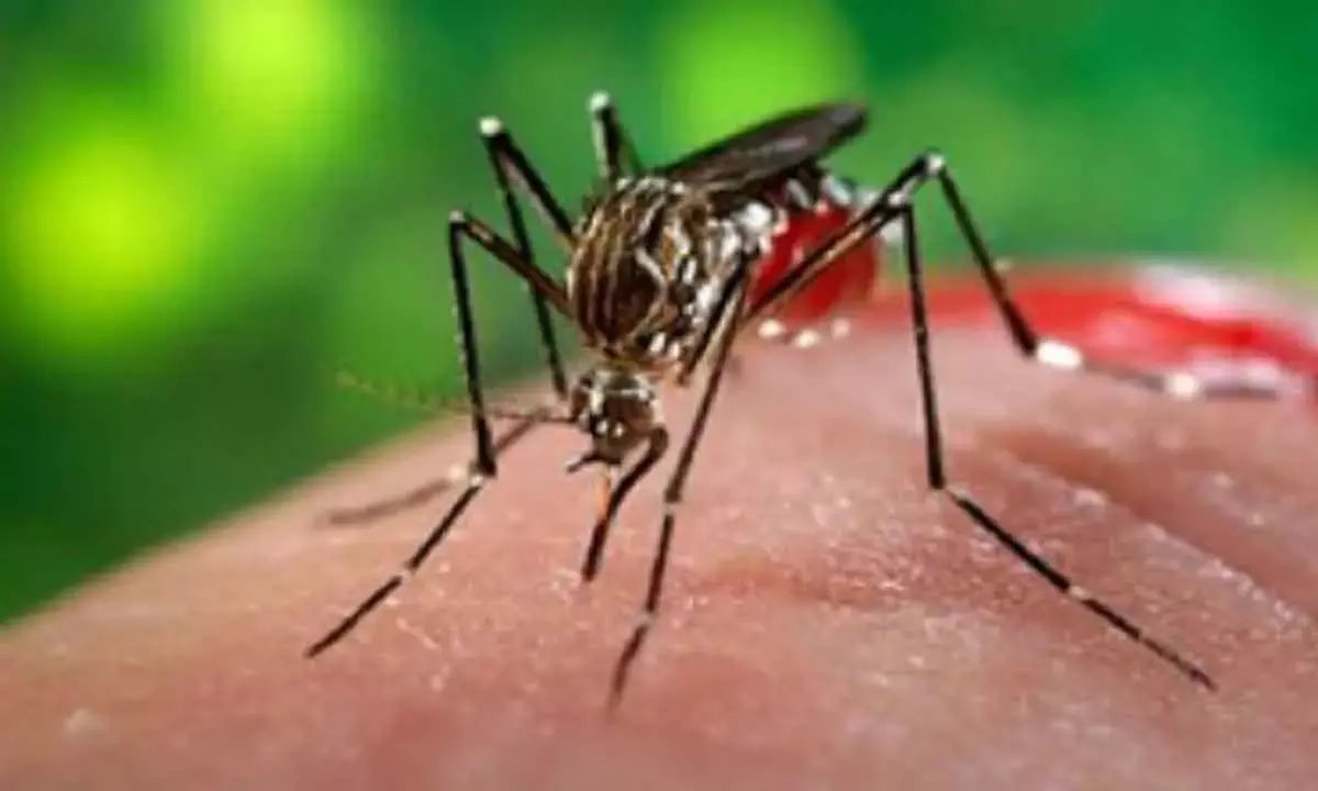 Malaria Cases, Deaths In India Decline By 69% Between 2017-2023: WHO