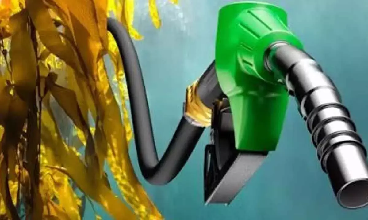 HPCL-Sea6 Energy To Convert Seaweed Biomass Into Fuels