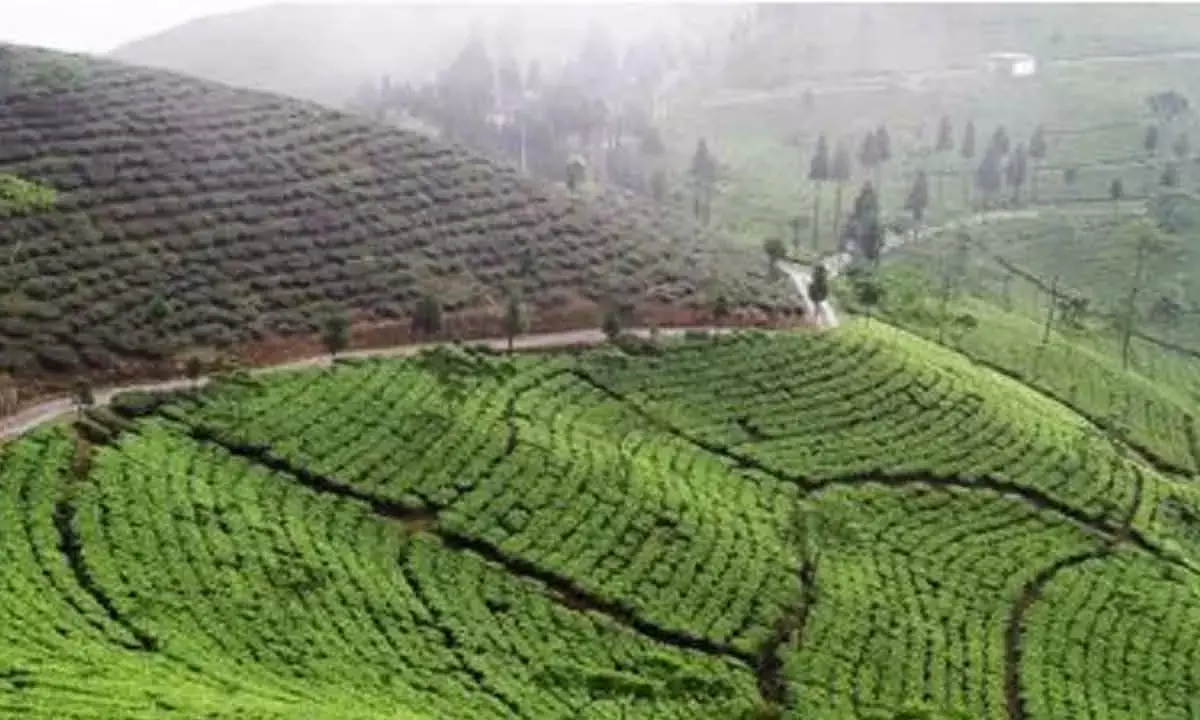 India’s Tea Exports Clock Double Digit Growth During April-Sept