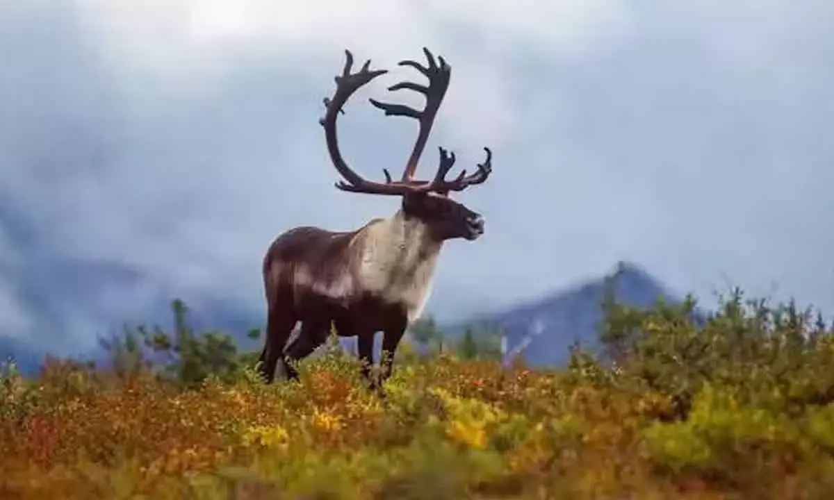 From Carbon Sink To Source: Melting Arctic May Worsen Global Warming