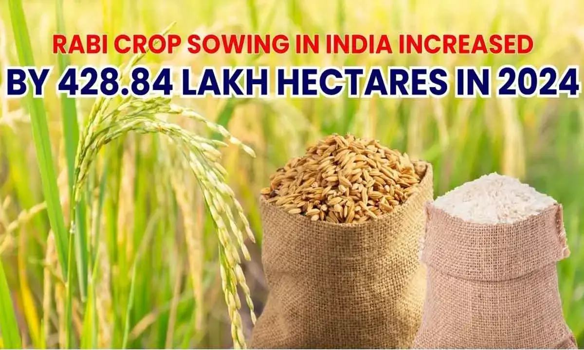 Area Sown Under Rabi Crops Swells To 558.8 Lakh Hectares