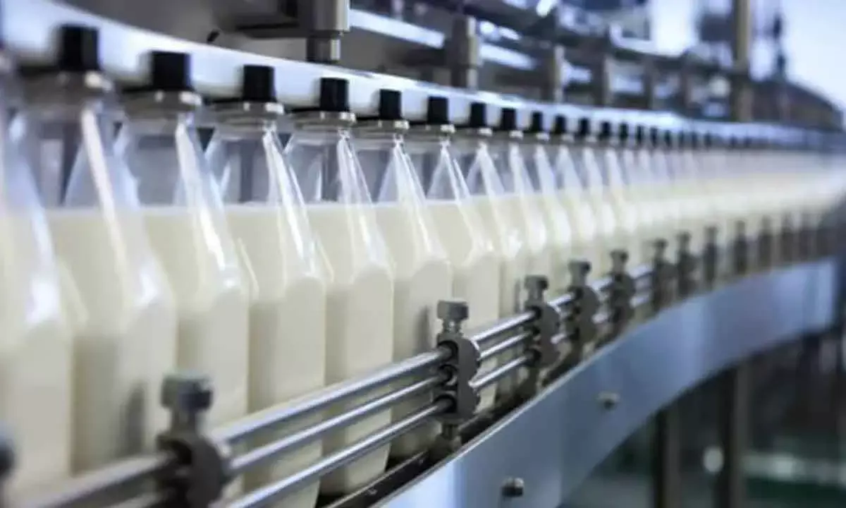 India’s Milk Market Stable With Low Inflation Rates