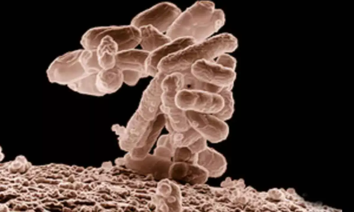 Single-Use Plastic May Be Spreading Antibiotic Resistance: Study