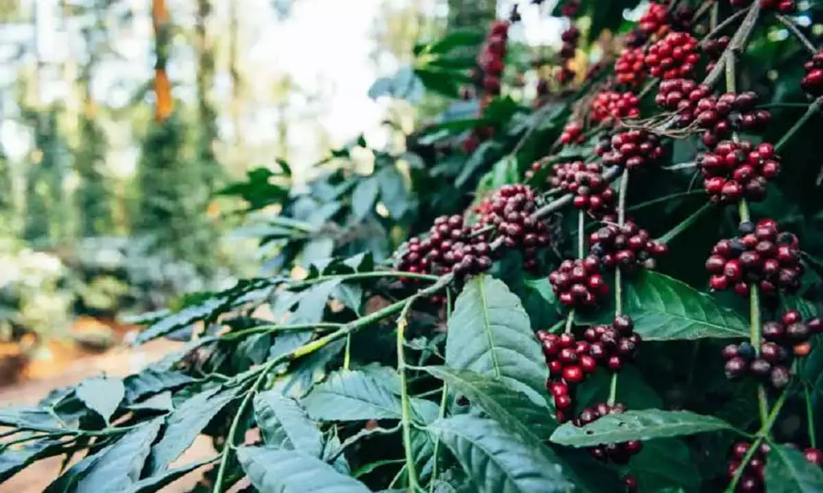 Girijan Body For Enhancing Araku Valley Coffee Brand