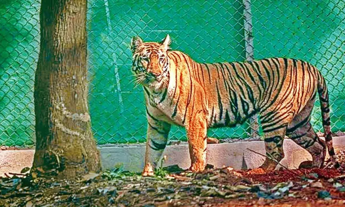 After Capture, Tigress Zeenat Taken To Kolkata Zoo