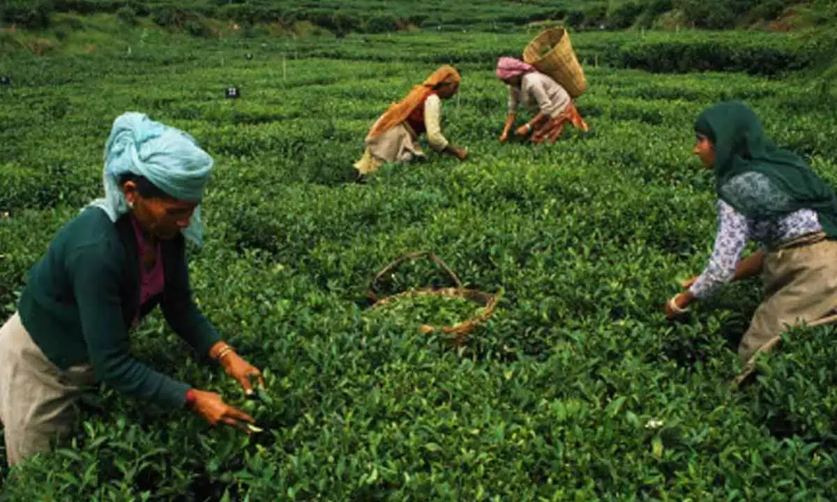India pips Sri Lanka to become world’s 2nd-largest tea exporter