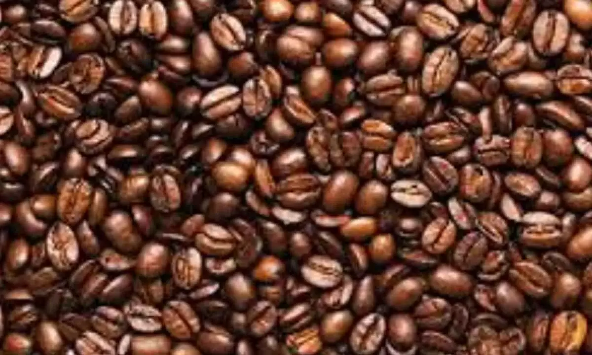 Indias coffee exports surge 40 pc to surpass $1.54 billion in April-Feb