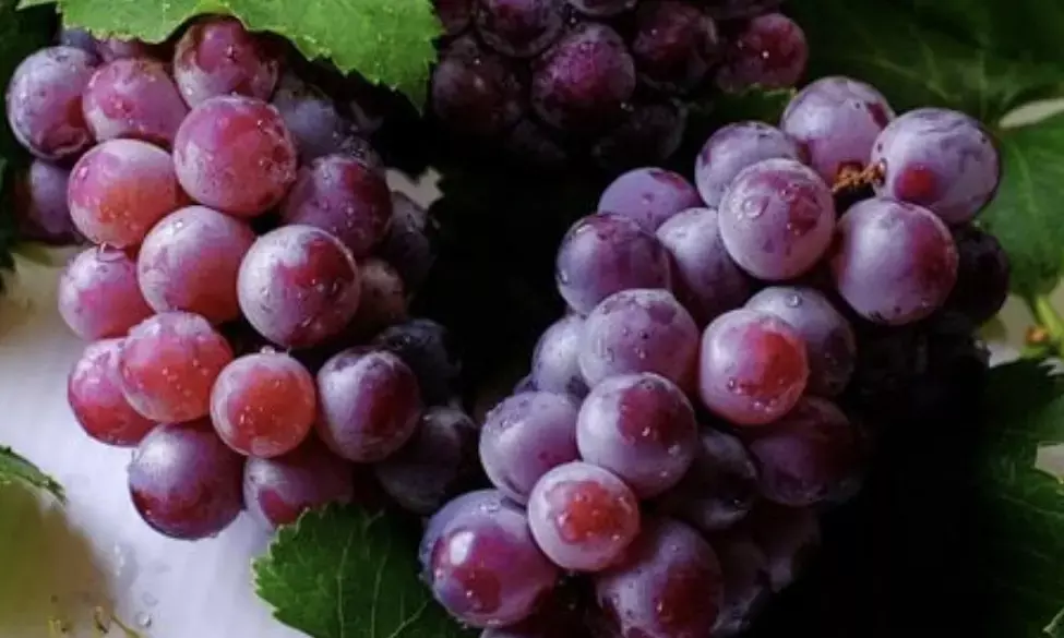 Thousands order grapes online on New Year’s Eve – Discover the viral Spanish tradition