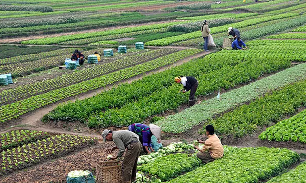 Centre Lists Clusters For Natural Farming