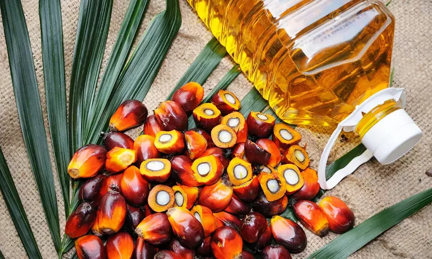 Centre asks states to prioritise oil palm cultivation targets under NMEO-OP