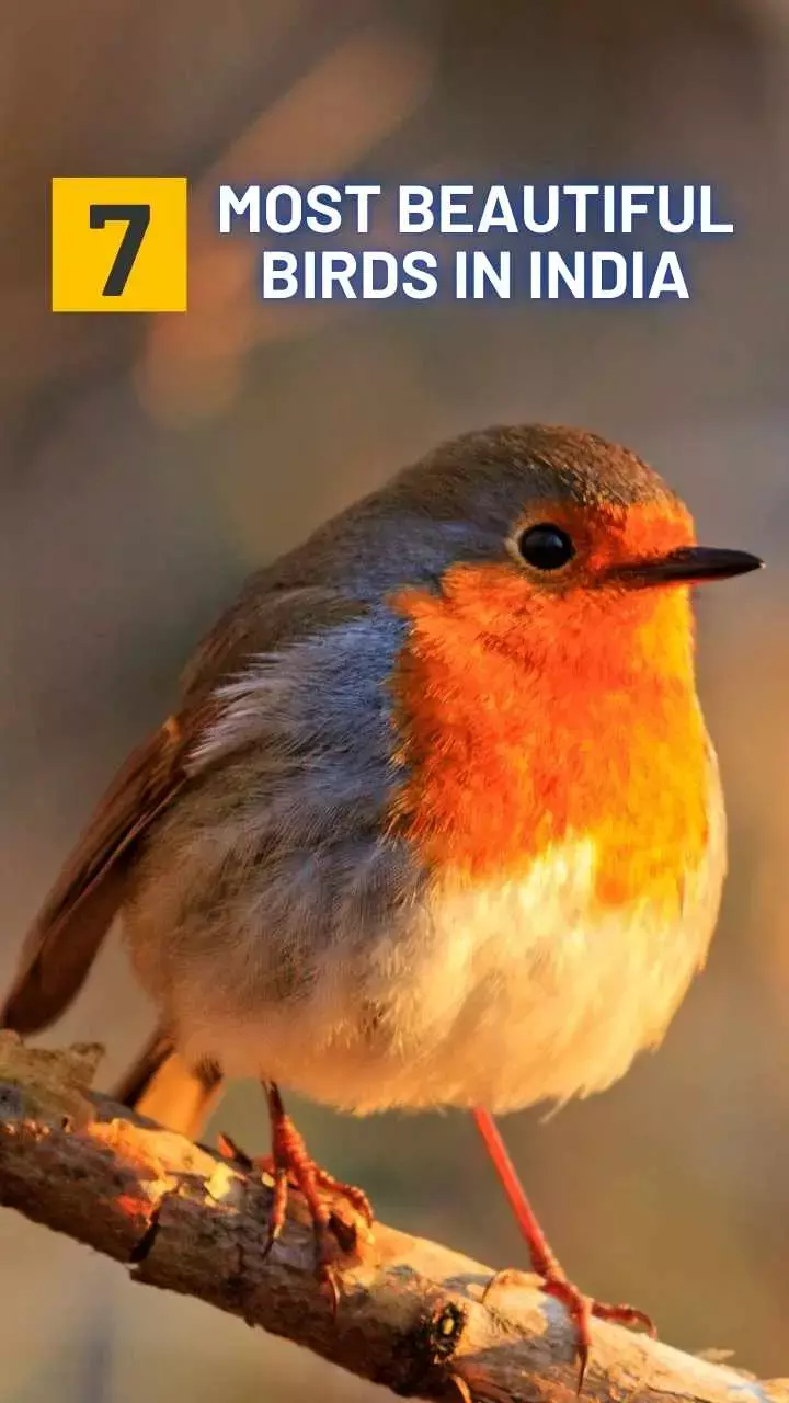 7 Most Beautiful Birds in India