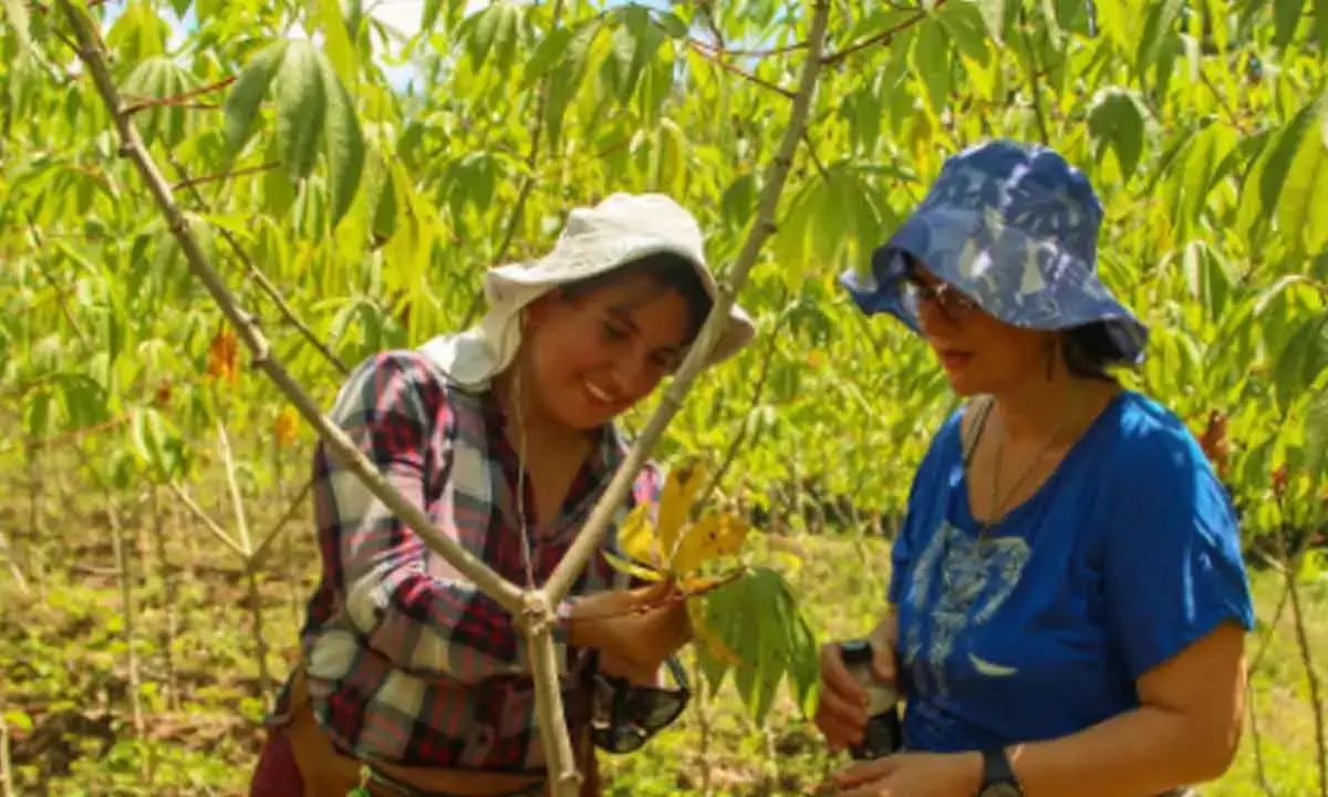 Hybrid Technology Key To Small Farmers’ Growth, Food Security