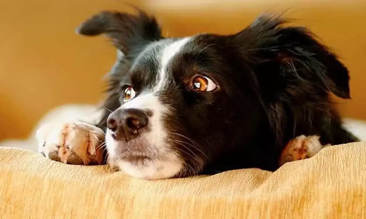 How Your Stress Impacts Your Dog’s Well-Being