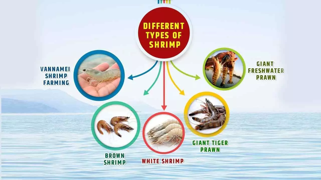 Shrimp Feed Can Balance Nutritional Requirements, Contain Diseases And Ensure Profit For Farmers Shrimp Feed Can Balance Nutritional Requirements, Contain Diseases And Ensure Profit For Farmers