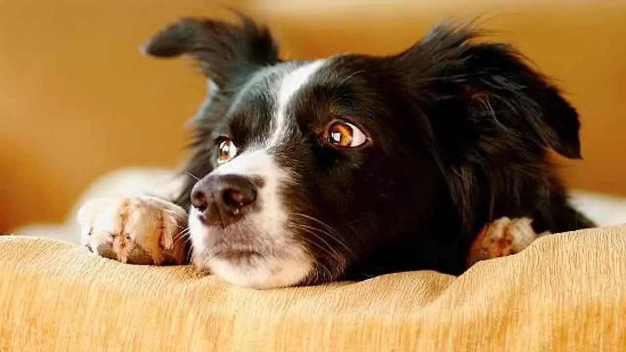 How Your Stress Impacts Your Dog’s Well-Being How Your Stress Impacts Your Dog’s Well-Being