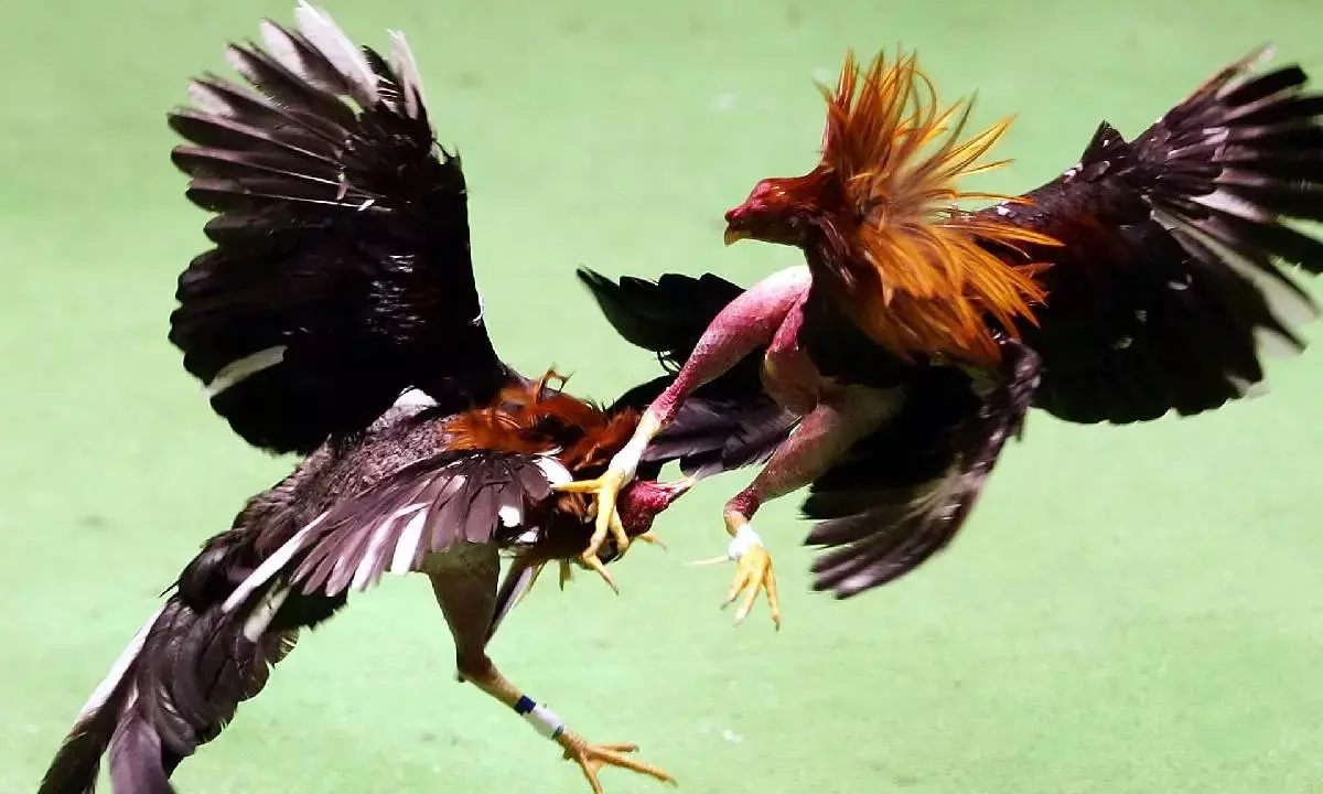 Cockfighting at Sankranti: A High-Stakes Tradition in Andhra Pradesh