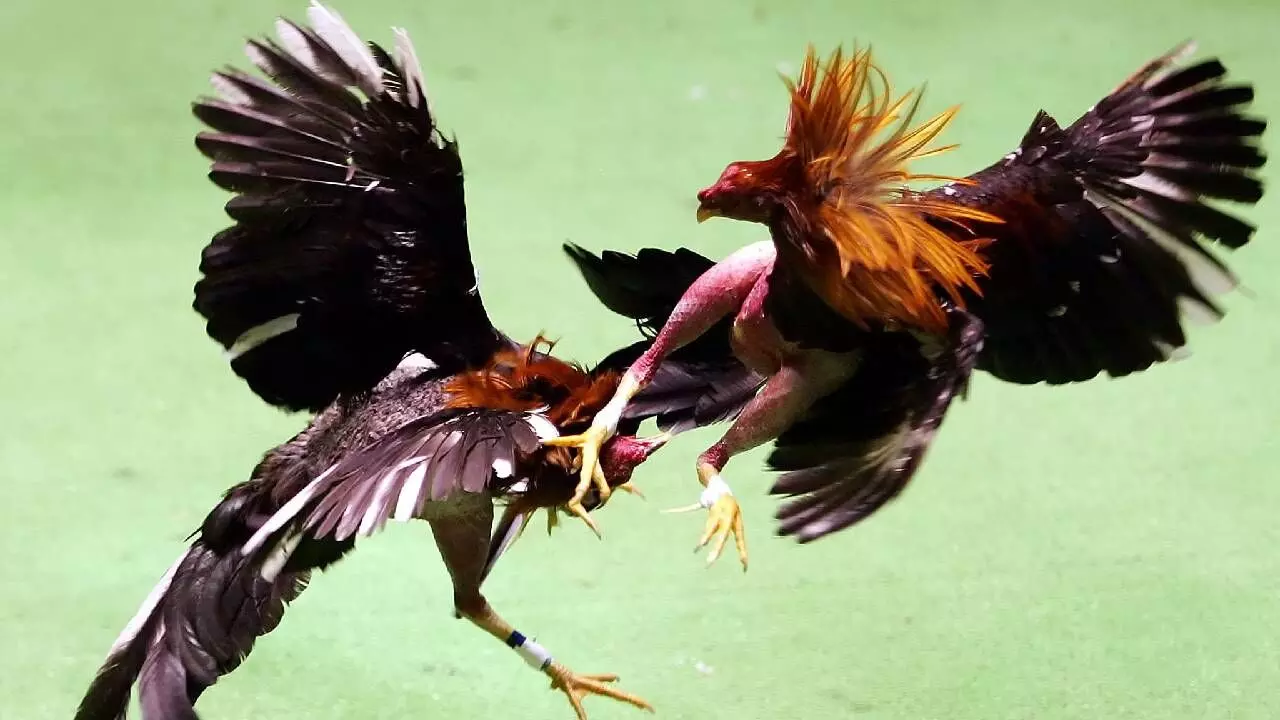 Cockfighting at Sankranti: A High-Stakes Tradition in Andhra Pradesh Cockfighting at Sankranti: A High-Stakes Tradition in Andhra Pradesh