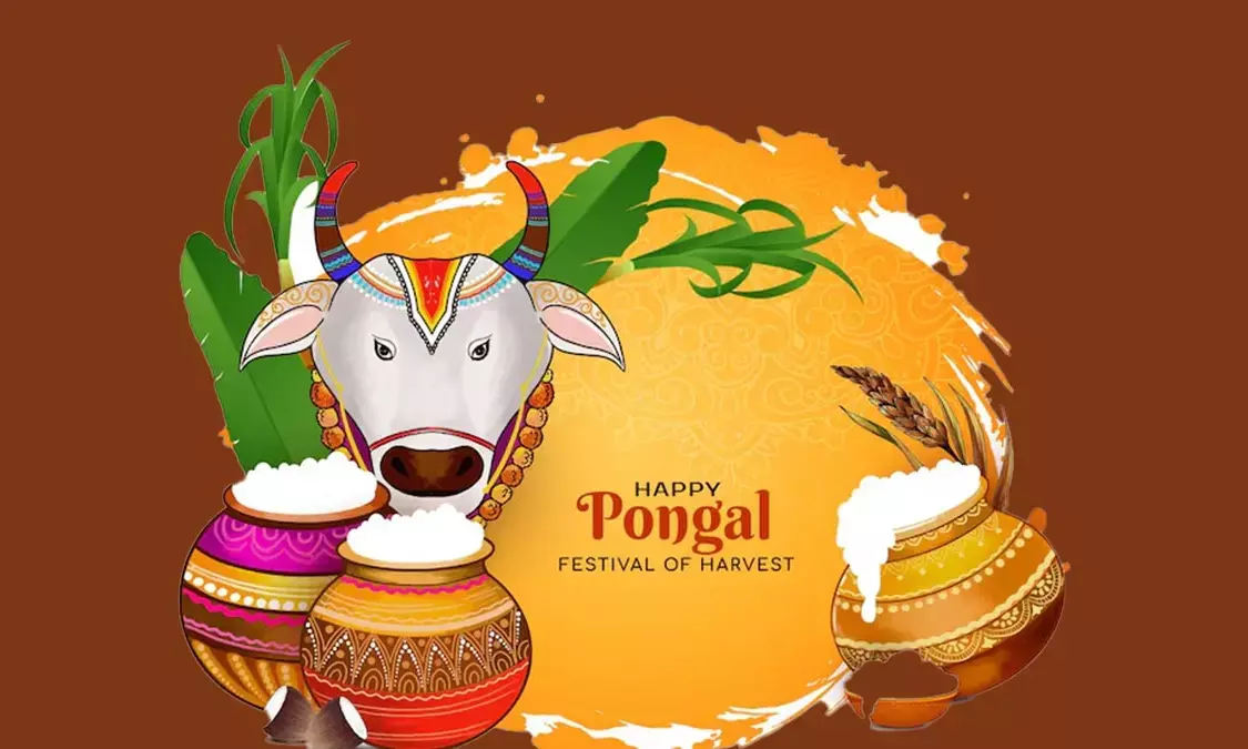 Happy Pongal 2025: Wishes, Quotes, Messages, Images, Greetings, Cards, and GIFs