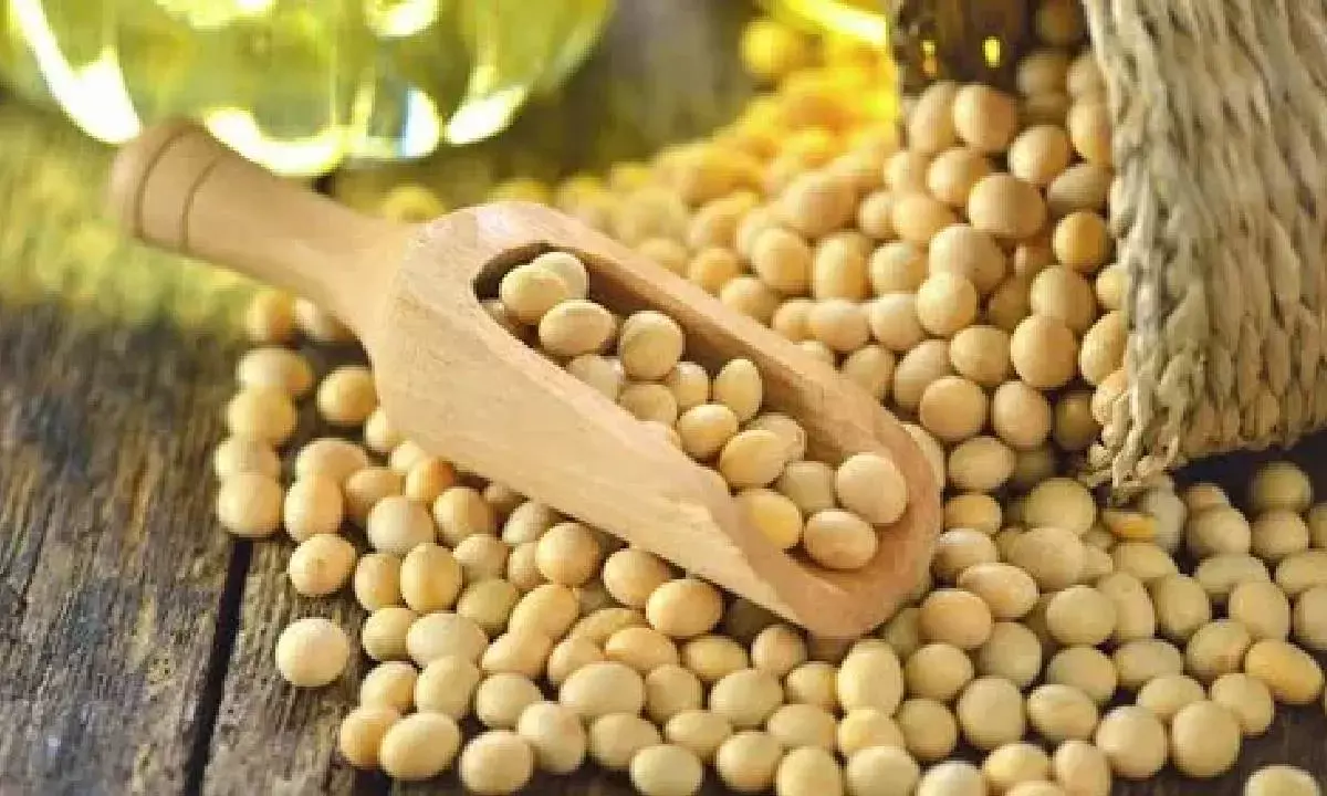 Centre procures 13.73L tonne soybean under MSP scheme