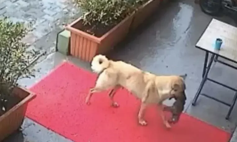 Mother dog rushes unconscious pup to clinic, inspires millions! Watch Video