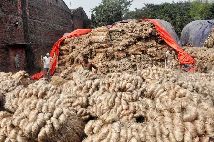 Centre hikes MSP of raw jute by Rs315 for 2025-26 season