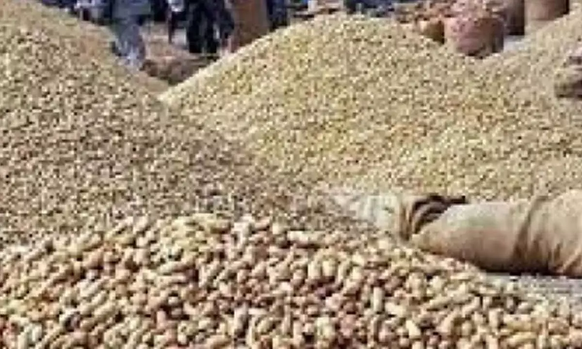 Gujarat Purchases 10L MT Groundnuts For Rs 6,700 Cr