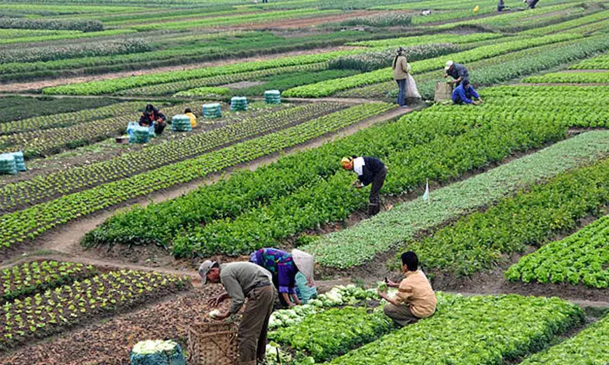 Agri First Engine Of Growth, Says FM