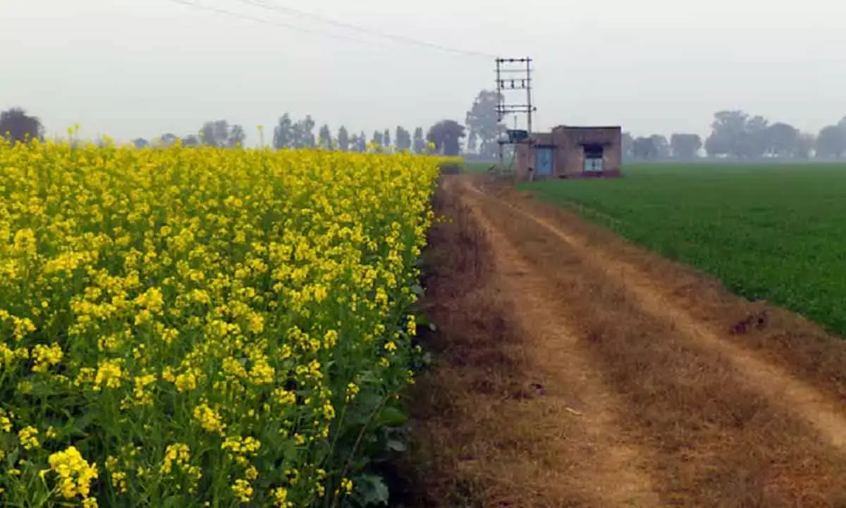 Dhan-Dhaanya Krishi Yojana To Cover 100 Dists