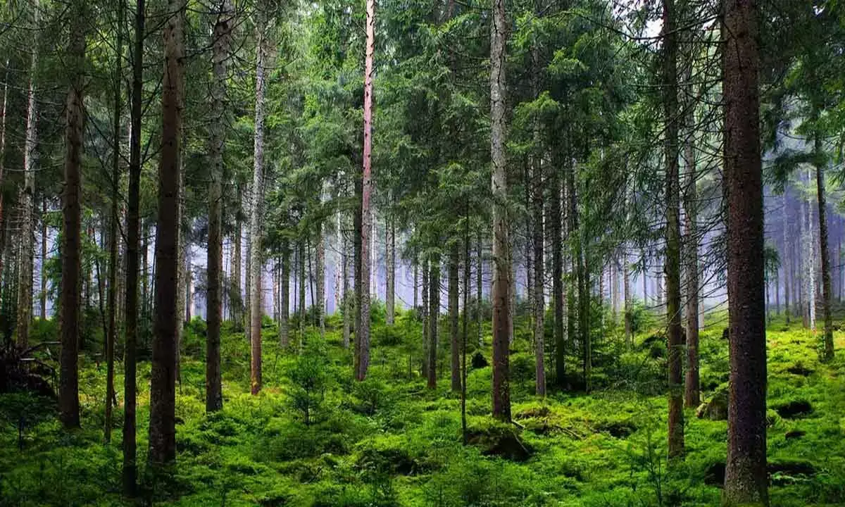 Govt Hikes Environment Budget By 9%