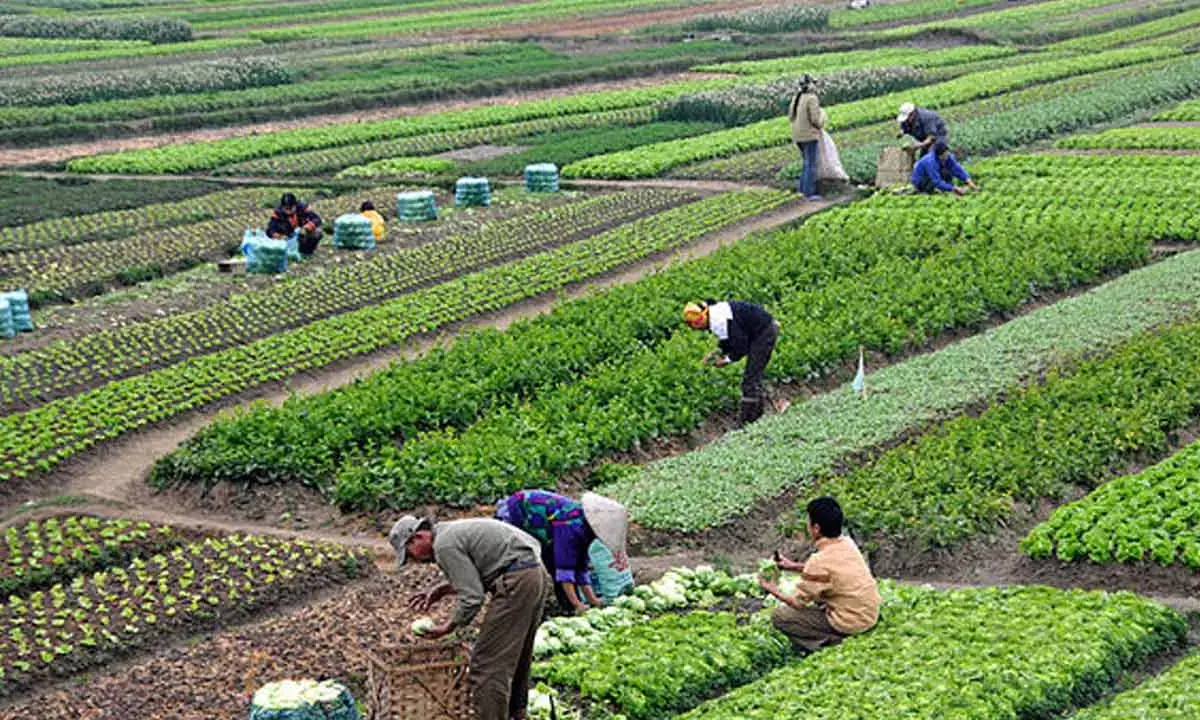 Agri Shares Soar 13% As Govt Announces Sops