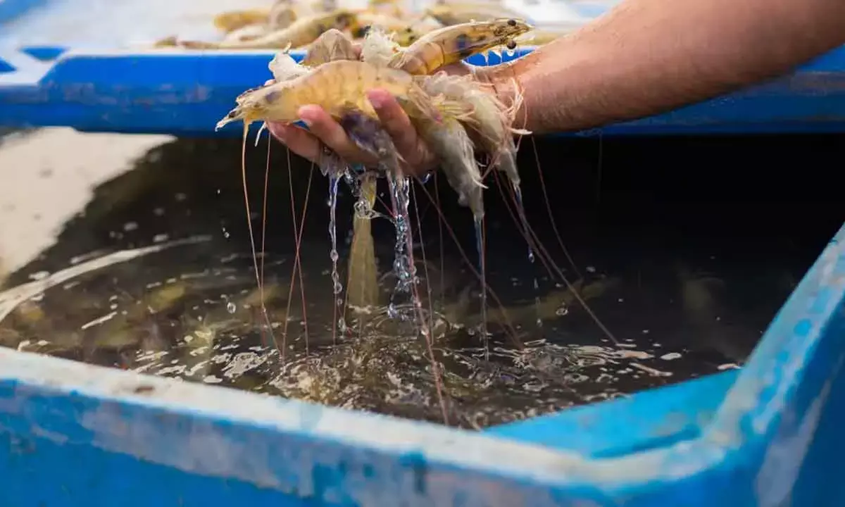 Centre Cancels Shrimp Project In AP