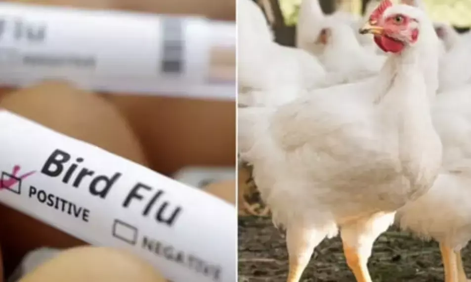 Bird flu outbreak in Andhra Pradesh: Officials warn against consuming chicken and eggs
