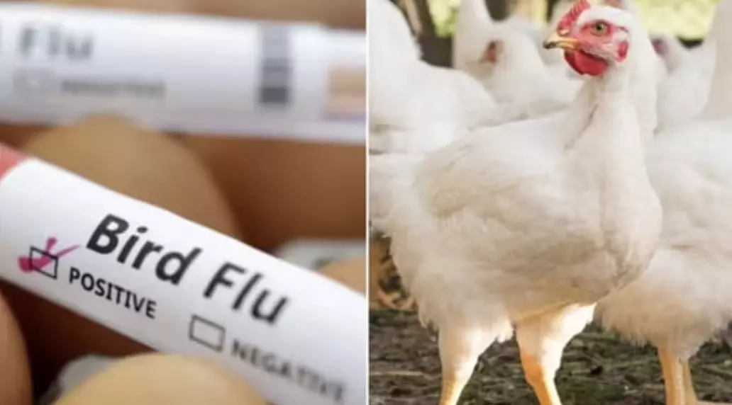 Bird flu outbreak in Andhra Pradesh: Officials warn against consuming chicken and eggs Bird flu outbreak in Andhra Pradesh: Officials warn against consuming chicken and eggs
