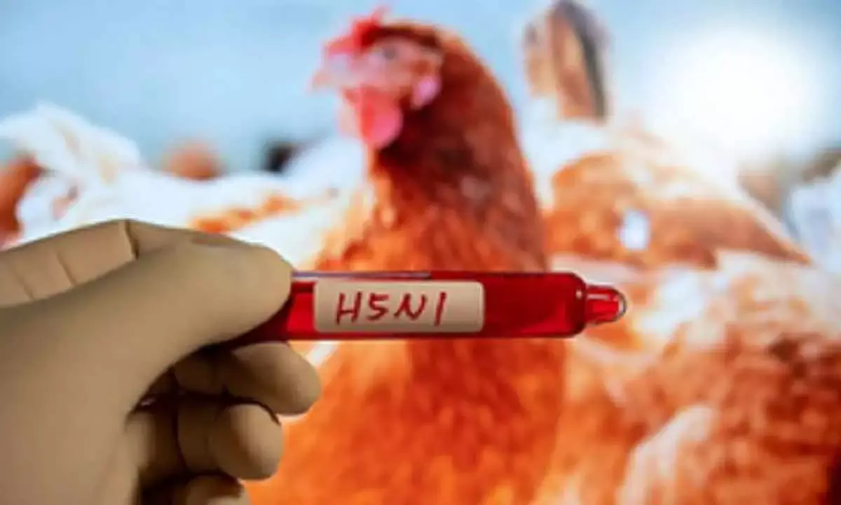 H5N1 Bird Flu Silently Spreads From Animals To Some Humans: Report