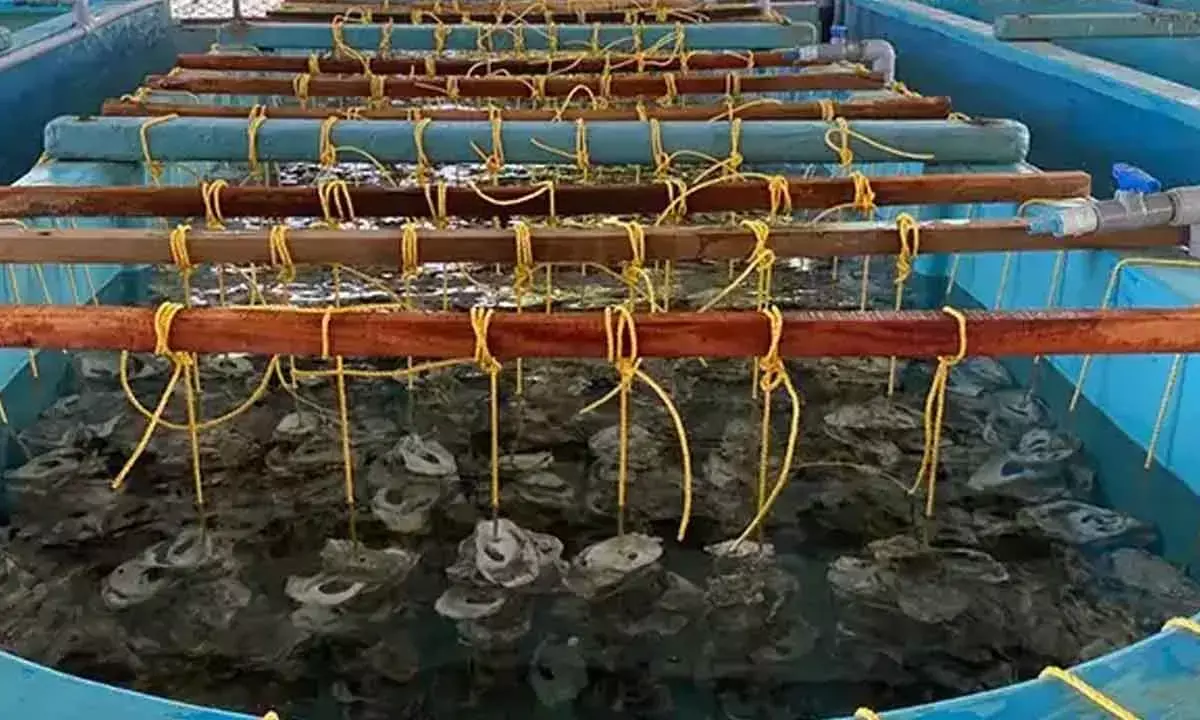 CMFRI Support To Maha Tribal Farmers