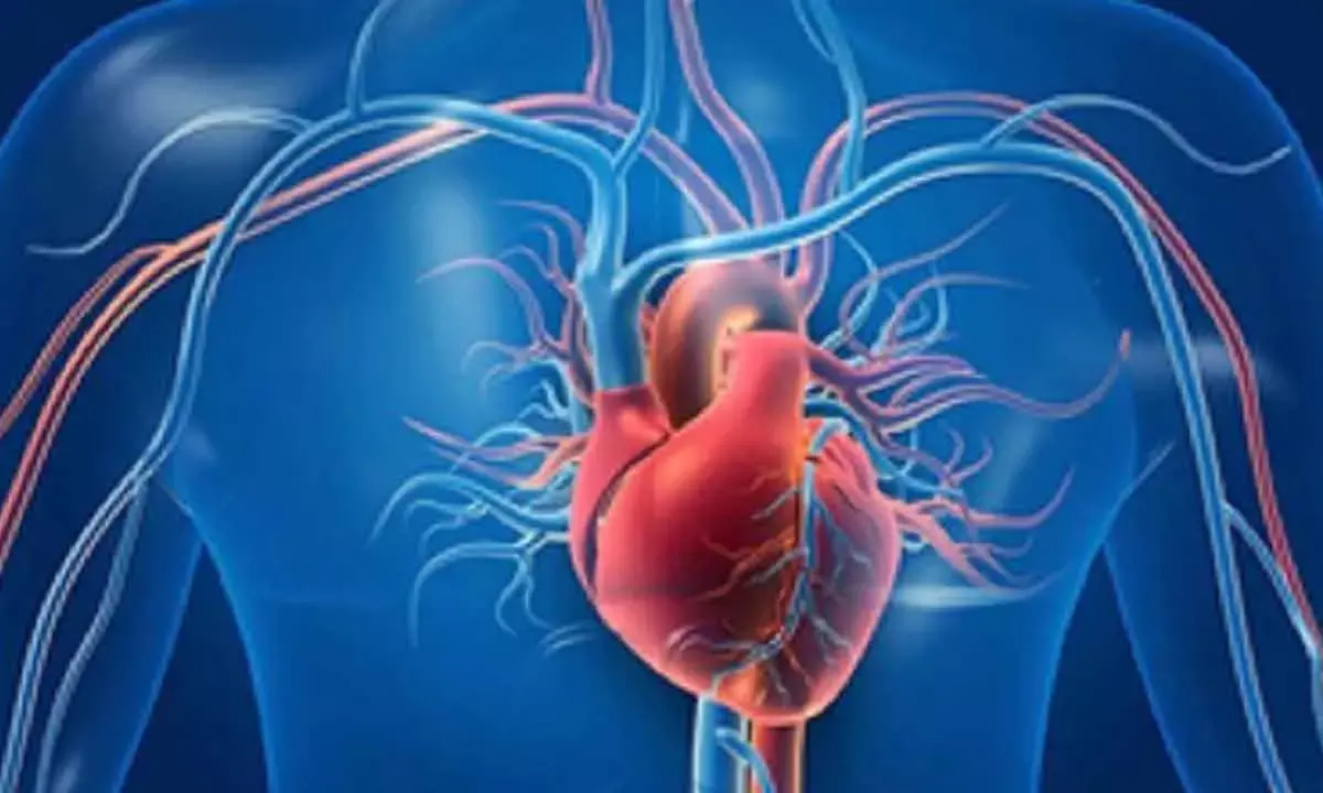 Heart Has ‘Sweet Taste’ Receptors, Can Sense Artificial Sweeteners: Study