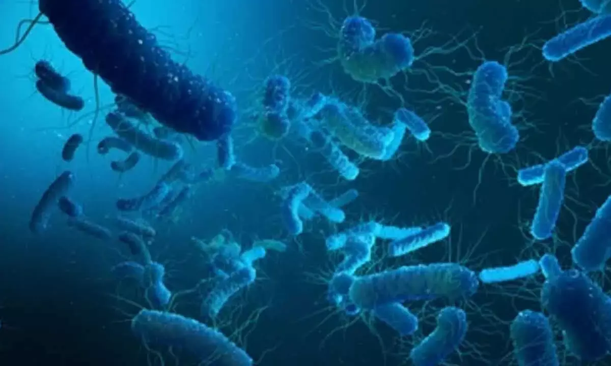 ICMR Seeks Allies For Development Of Typhoid Vax