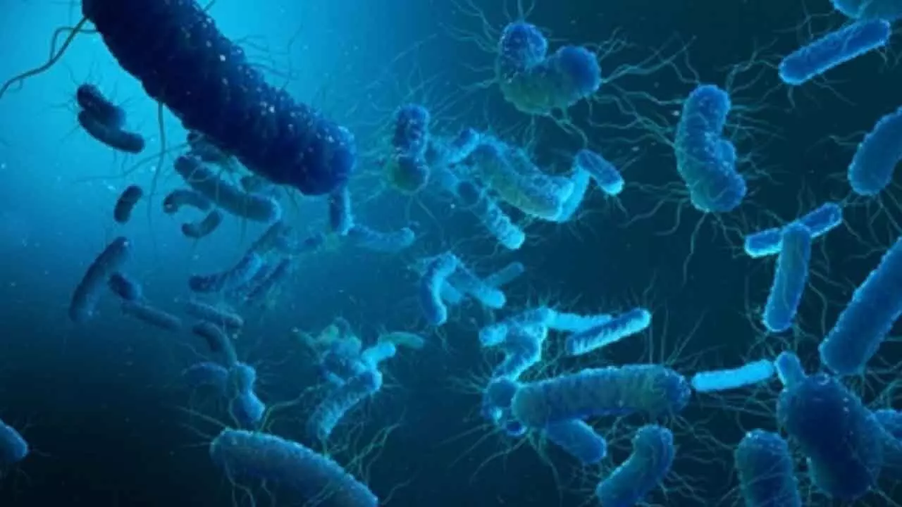 ICMR Seeks Allies For Development Of Typhoid Vax ICMR Seeks Allies For Development Of Typhoid Vax