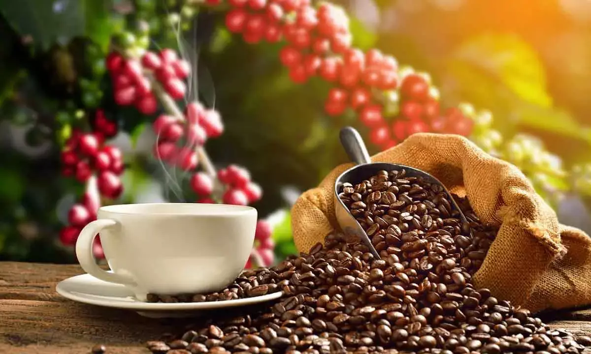 Coffee Set To Be Dearer For Consumers